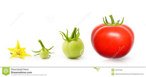 The species originated in western south america and central america. Stages Tomato Plant Growth Pictures | Cromalinsupport