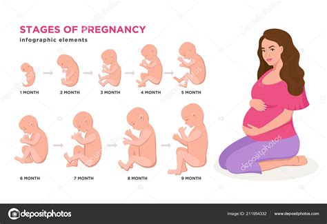 Embarazo Por Meses Dibujo De La Evolucion Del Embarazo Y Etapas Del