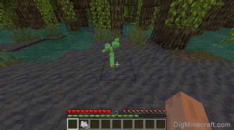 How To Grow A Mangrove Tree In Minecraft