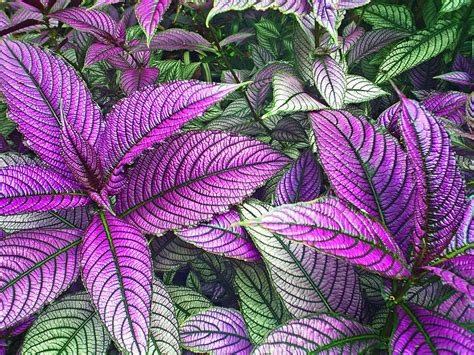 Planting A Garden With Purple Tropical Flowers Dengarden