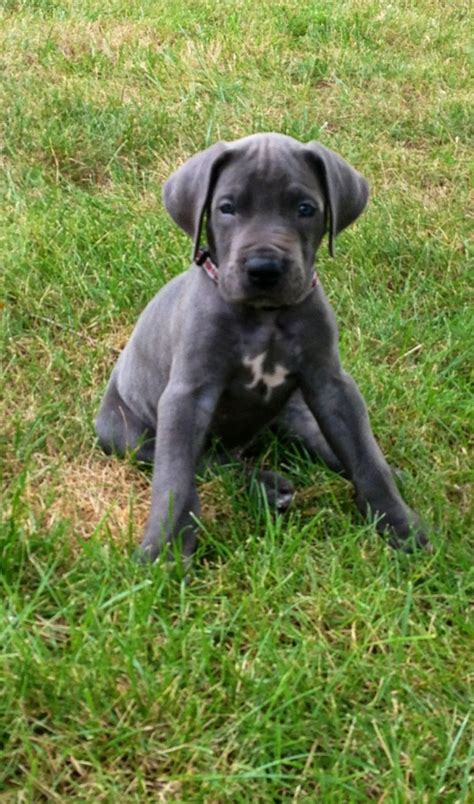 We adopt and rescue all great danes and find them safe, responsible, loving homes as inside members of the family. Great Dane Puppies In Indiana