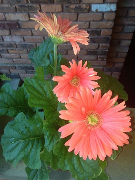 Wedding bouquets gerbera babies breath. Coral Gerber daisies | Gerber daisies, Cancer survivor ...