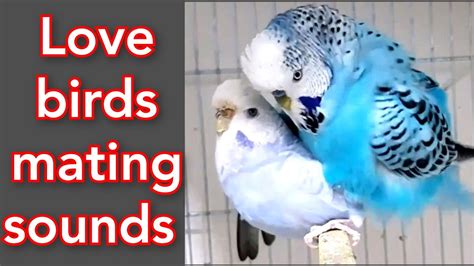 Budgies Mating Call Sounds Love Birds Mating Call Sounds Parakeets