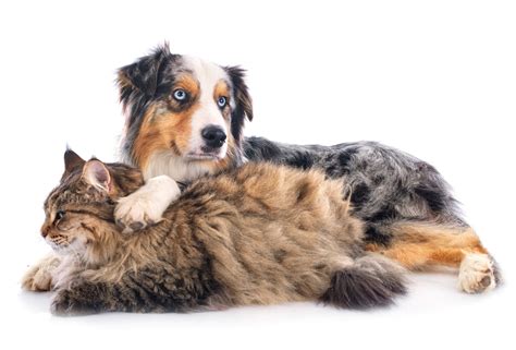 6 Steps To Keep Your Pets Fur Coat Shiny And Healthy Strawfield Pets