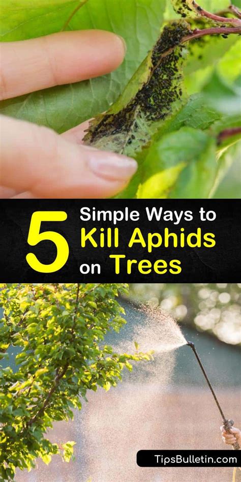 5 Simple Ways To Kill Aphids On Trees