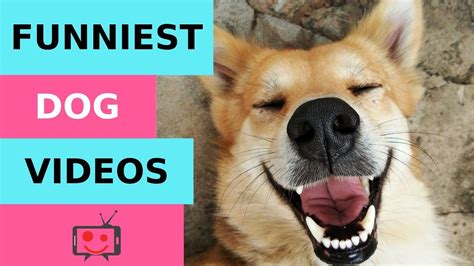 Funniest Dog Compilation 🐶hilarious Guilty Dogs 😂best Funny Animal