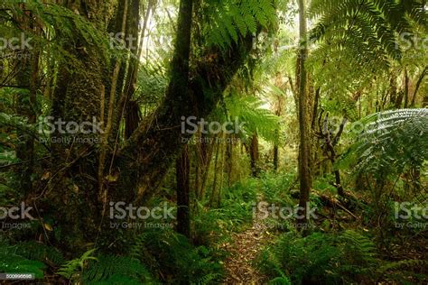 Rainforest In New Zealand Stock Photo Download Image Now Fern New
