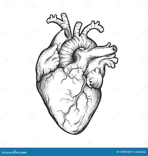 Human Heart Anatomically Correct Hand Drawn Line Art And Dotwork Flash