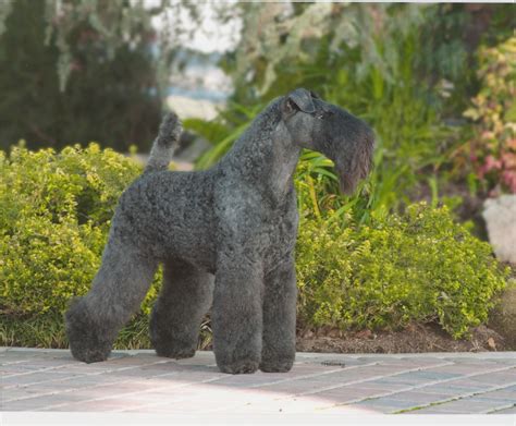 dog kerry blue terrier wallpapers high quality