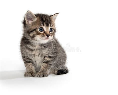 Cute Tabby Kitten Stock Image Image Of Mammal Isolated 179064393