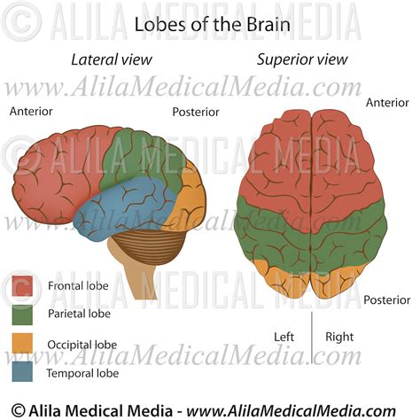 Lobes Of The Brain Alila Medical Images Free Nude Porn Photos