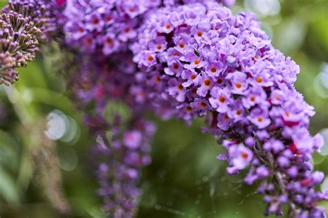 Butterfly Bush Buddleja Flowers Free Photo On Pixabay Pixabay