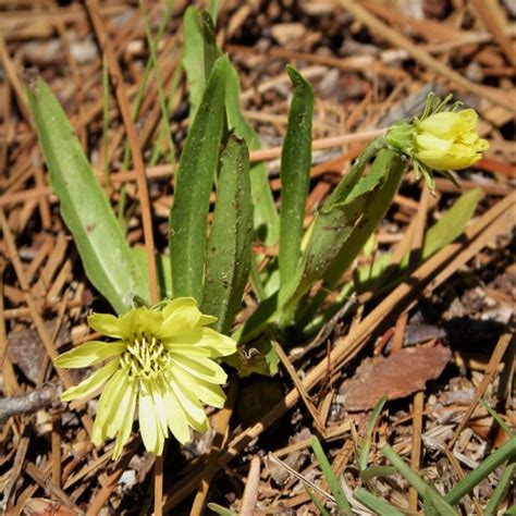 Check spelling or type a new query. Broadleaf Weeds | College of Agriculture, Forestry and ...