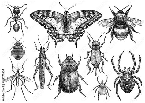 Vecteur Stock Insect Collection Illustration Drawing Engraving Ink