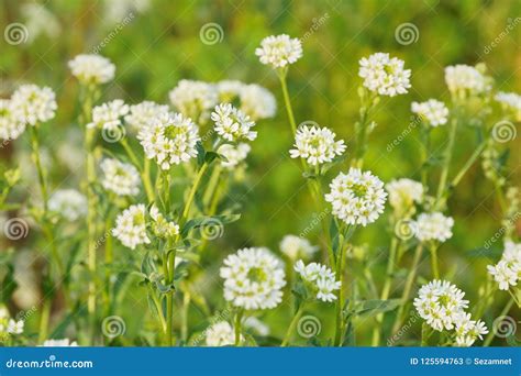 White Wildflowers In The Meadow Many Flowers Stock Image Image Of