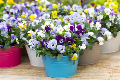 Pansies How To Grow And Care With Success