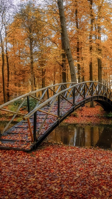 Bridge Between River Surrounded By Trees With Leaves On Ground 4k Hd