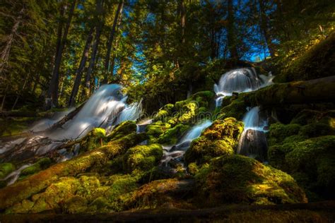 Clearwater Falls Umpqua National Forest Stock Photo Image Of Creek