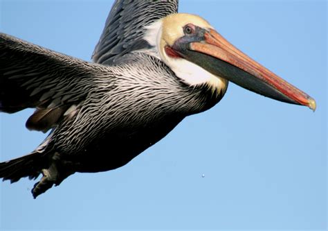 Free photo: Flying Pelican - Animal, Bird, Flying - Free Download - Jooinn