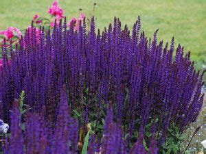 We did not find results for: Salvia Caradonna - Ultra hardy & deer proof perennial for ...