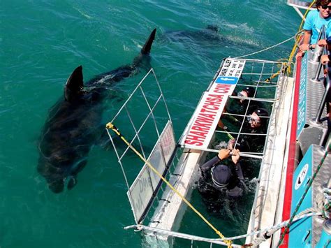 Great White Shark Cage Diving Cape Townexperience The Ultimate Thrill