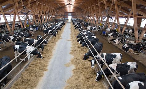 COVID-19 resources available for dairy farming families | AGDAILY