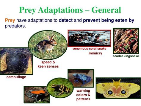 Ppt Predator Prey Relationships Powerpoint Presentation Free