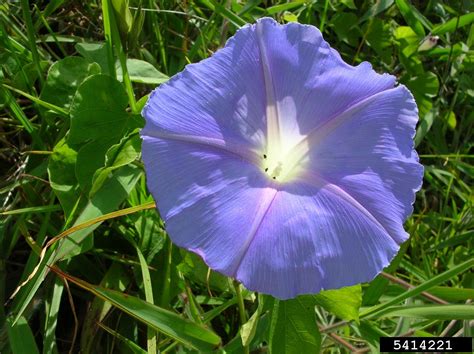 Blue Morning Glory Ipomoea Indica