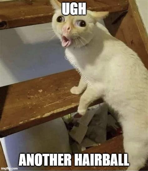 Hairball Cat Imgflip