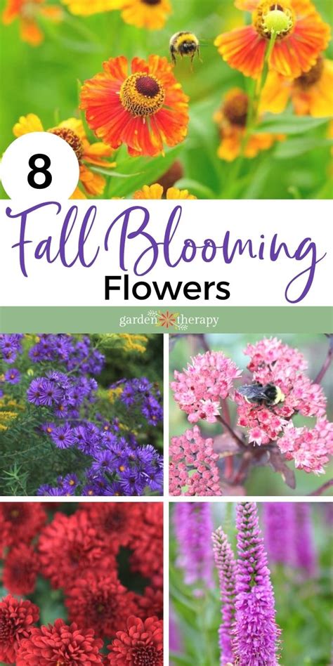 Grow These Perennials For Brilliant Fall Blooming Flowers