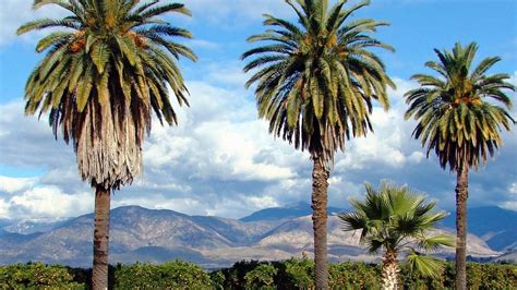 What Are Some Different Types Of Palm Trees