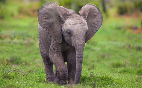 Elephant Full Hd Wallpaper And Background Image 2560x1600 Id359135