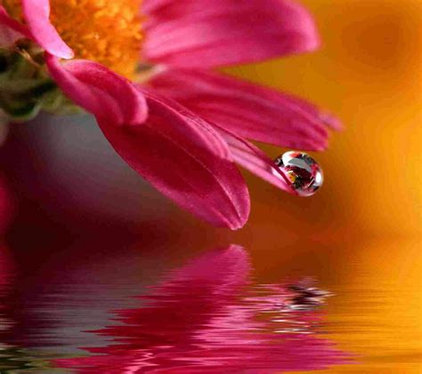 Pin By Amanda Krueger On Photography Water Drop Photography Flowers