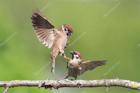Picture Two Birds On A Tree Two Birds Sparrows Fighting On A Tree