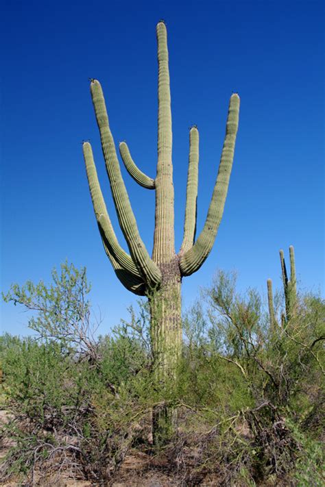 The saguaro cactus is a very unusual looking tree of the desert. Saguaro National Park - Justinsomnia