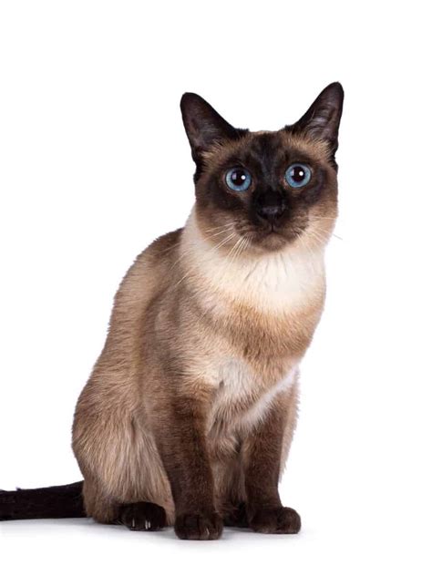 Chocolate Point Siamese Cat Facts Traits Pictures And Faqs