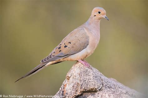 5/22/21 looking for seeds thrown in the pansies. Mourning Dove - Photo Blog - Niebrugge Images