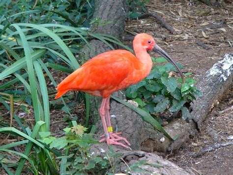 The Online Zoo Scarlet Ibis