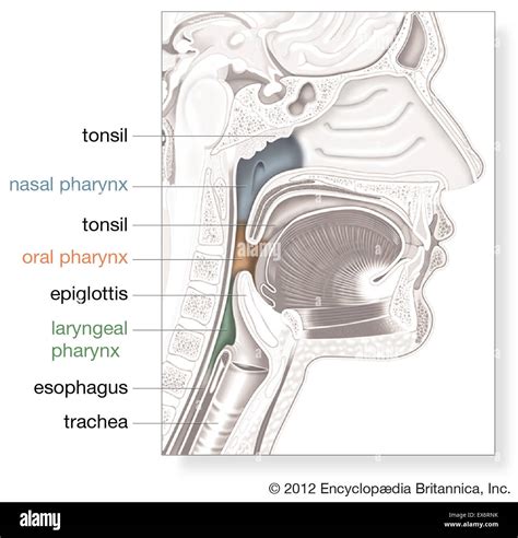 Diagrammes Du Pharynx Anatomie Humaine Pharynx Gorge Banque De