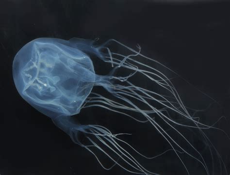 Farine Dernier Anecdote Box Jellyfish Scientific Name À Pied Arrêtez Voyage
