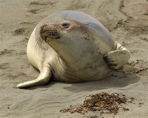 He was previously married to heidi klum. Elephant Seals