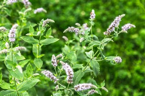 Ultimate Guide To Mint Plant Meaning Types And Uses Petal Republic