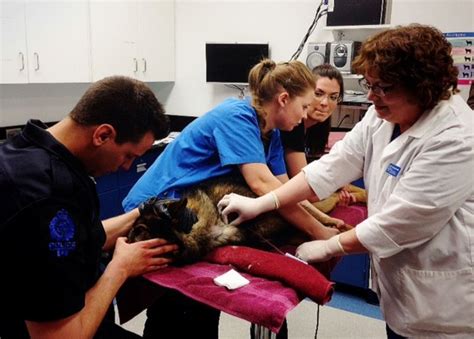 Animal Blood Bank Receives Help From Eps Canine Unit Edmonton