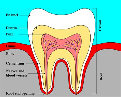 A Schematic Structure Of A Normal Human Tooth Download Scientific