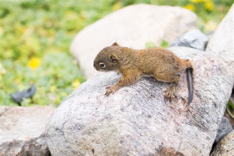 Pictures of baby grey squirrels. Baby squirrel rescued from drowning (12 pics) | Amazing ...