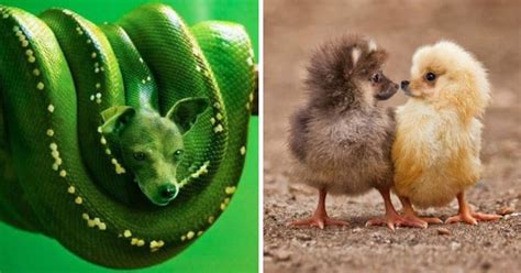 17 Weird And Wonderful Animal Hybrids That You Wish Were Real Pulptastic