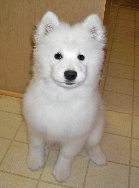 Carrot The Samoyed Pug Mix Play Fetch Dog Adventure Samoyed Go