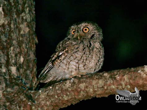 What animal makes loud screeching noise? Whiskered Screech-Owl - Owling.com