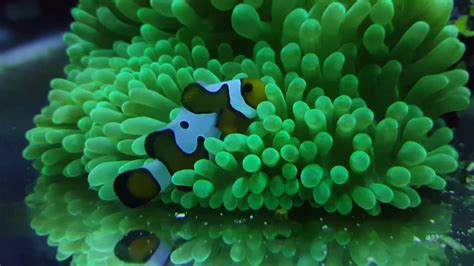 Gladiator Clownfish Green Anemone 10g Youtube