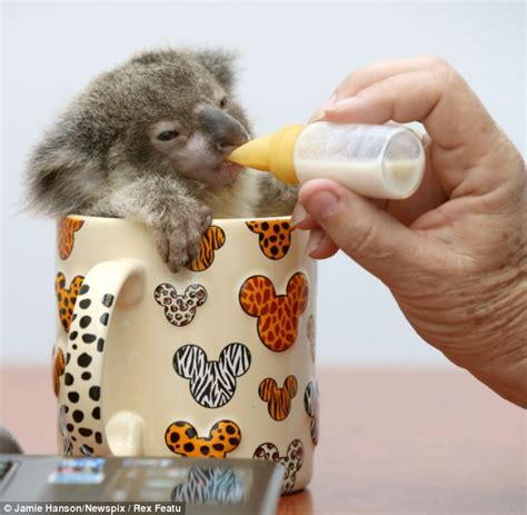 Baby Koala Is Propped Up In A Mug To Feed From A Tiny